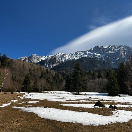 Pensiunea Aliart Zărneşti 외부 사진